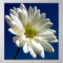 Search for daisy square posters Flower