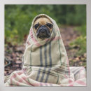 Recherche de carlins mignons posters Pour tous