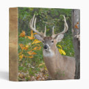 Search for deer binders Whitetail