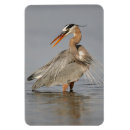 Search for blue heron magnets Wildlife