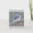 Search for blue jay cards Nature