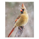 Recherche de cardinaux posters Oiseau chanteur