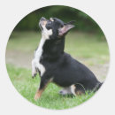 Search for sit ups stickers Dog