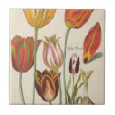 Recherche de tulipes de ressort carreaux Botanique