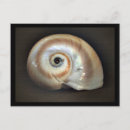 Search for seashell decorations cards Coastal
