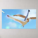 Recherche de mouettes posters Oiseaux