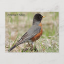 Search for american image postcards Bird