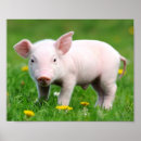 Recherche de écorce posters Ferme