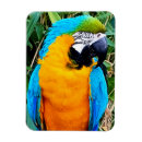Search for macaw parrot magnets Nature