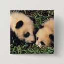 Search for panda square buttons Bamboo