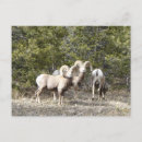 Search for bighorn sheep postcards Mountains
