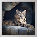 Search for snow leopard posters Nature
