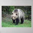 Search for grizzly bear picture posters Animal
