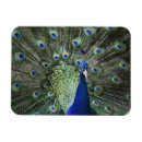 Search for peacock feather magnets Bright