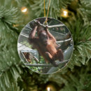 Search for orangutan ornaments Zoo