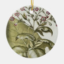 Search for tobacco leaf Botanical