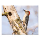Recherche de pic photographie Faune