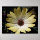 Search for osteospermum posters Macro