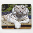 Recherche de tigre blanc tapis souris Rayures