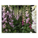 Search for foxglove flowers posters Nature