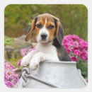 Search for funny beagle stickers Puppy
