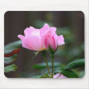 Search for knockout Roses