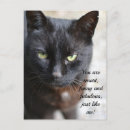 Recherche de amoureux les chats cartes postales Animal