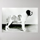 Recherche de chien de st bernard art Canine