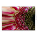 Search for peddles Floral