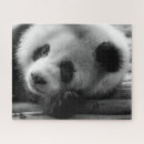 Search for panda bear puzzles Black and white
