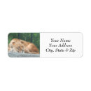 Search for big cat return address labels Zoo