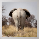 Recherche de fesses posters Animal