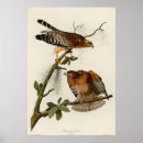 Search for audubon posters Ornithologist