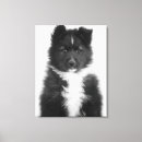 Search for mongrels Cute