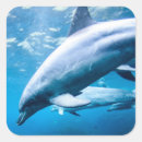Search for underwater photography stickers Outdoors