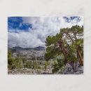 Search for juniper postcards California