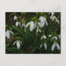 Recherche de snowdrops cartes postales Blanc