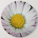 Search for daisy buttons Petals