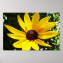 Search for yellow daisies posters Flora