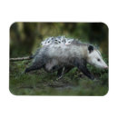 Search for wild child rectangular magnets Cute