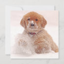 Search for cute golden retriever puppy christmas cards Winter
