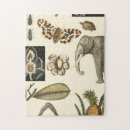 Search for turtle puzzles Background