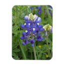 Recherche de bleuet magnets Fleur