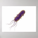 Search for bacterium posters Bacteria