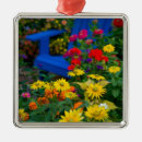 Search for geranium ornaments Colourful
