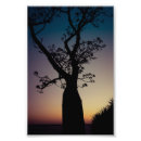 Search for boab Tree