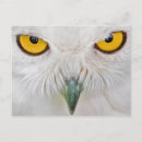 Recherche de yeux cartes postales Hibou