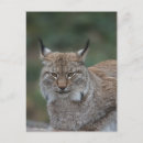 Search for lynxes postcards Big cat