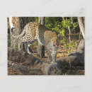 Search for walking leopard Big cat