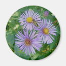 Search for asters magnets Landscape